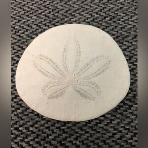 Sand Dollar